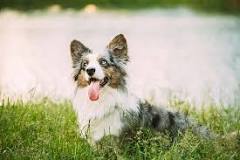 Blue Merle Corgi: Info, Pictures, Origin & History – Dogster