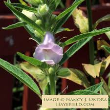 Image result for Sesamum angolense