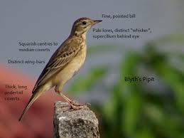 Tweets mostly in bahasa indonesia. Identifying Pipits Blyth S And Richard S Pipits Bird Count India