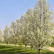 Image result for Pycreus permutatus