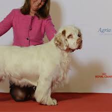 Image result for clumber španěl lov