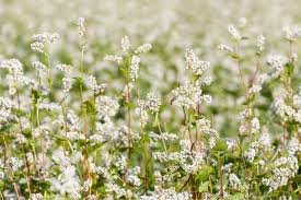 Image result for Fagopyrum