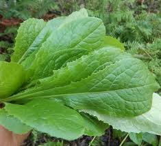 Image result for Lactuca ugandensis