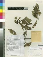 Image result for Baissea leontonori