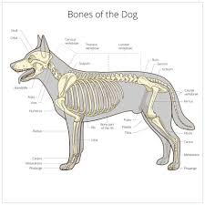 And it is also critical to the walking process. My Dog Limps On His Front Leg Now What Fidose Of Reality
