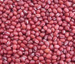 Vigna angularis, tên tiếng anh: Ä'áº­u Ä'á» Háº¡t Nhá» Hang Viá»‡t Nam Cháº¥t LÆ°á»£ng Cao