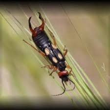 Image result for Emilia pseudactis