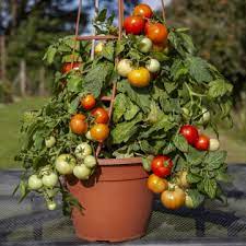 Tomato Cleanleaf Summerlast Patio Vegetable Range Floranova