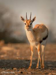 Gazelle By Asco74 Gazelle Animals Wild Animal Facts