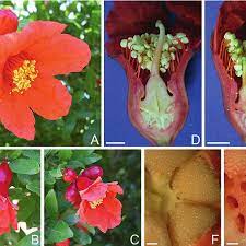 Effortless shade, from greens to blazing reds. Pomegranate Flowers A Fully Open Flower Showing Vivid Orange Red Download Scientific Diagram
