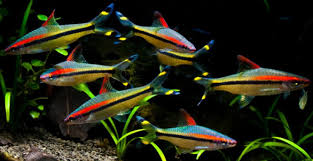 Ikan hias air tawar jenis wakin ini masih tergolong ke dalam kategori ikan mas biasa. 76 Ikan Hias Air Tawar Aquarium Tanpa Oksigen Dan Dengan Oksigen Info Aneka Ikan Hias Air Tawar