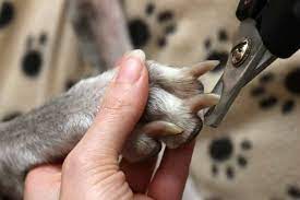This is a technique that i like to use when clipping nails on a dog that is being difficult and/or aggressive. Nail Clippers Sedate Your Dog Using Natural Methods