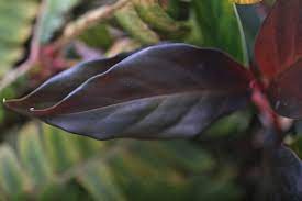 Anepsias schott), com cerca de 27 espécies, originárias do neotropis. Rhodospatha Purple In Search Of Small Things