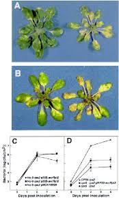 Image result for tomato seedling pseudomonas syringae pv tomato symptoms