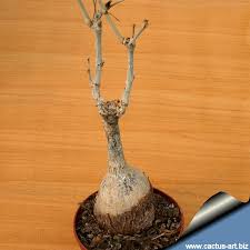 Image result for Cyphostemma saxicola