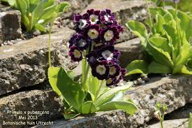 Image result for Primula x pubescens