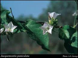 Image result for Jacquemontia paniculata