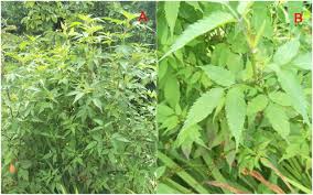 Image result for Bidens schimperi