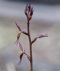 Image result for Litanthus pusillus