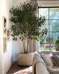 Image result for ficus benjamina en casa