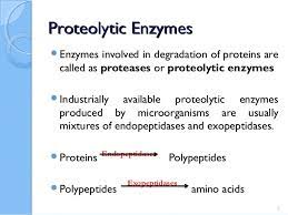 Amylase, proteases and lipases are enzymes that are important in digestion. Protease Enzymes