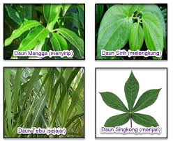 Download scientific diagram | gambar 1.13 tulang daun sejajar pada rumput. Macam Macam Penggolongan Tumbuhan Artikel Lengkap Kampung Ilmu Artikel Motivasi Motivasi Belajar Materi Pelajaran