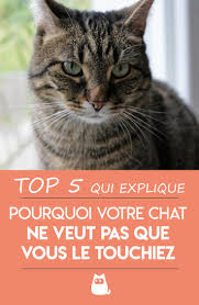 Pourquoi Mon Chat Ne Veut Pas Que Je Le Touche 5 Raisons Comportement Chat Chat Sante Des Chats
