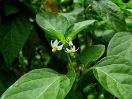 Image result for Solanum sp. A