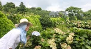 Seorang pengunjung berjalan di taman bunga cosmos di paju, korea selatan. Wah Merekahnya 500 Jenis Tanaman Camelia Di Taman Bunga Jeju Korsel Ini