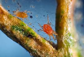 Keeping dust on plants to a minimum also can help keep spider mites away. How Do You Get Rid Of Spider Mites Naturally