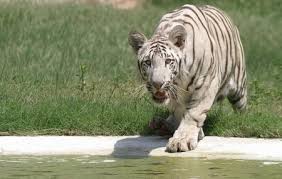 Chhatbir Zoo Chandigarh Ticket Price Timings Address Triphobo