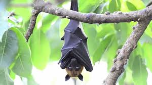 Learn why bats, bears, primates, and more will not make good companion animals. True Facts About The Fruit Bat Youtube