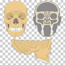 The discovery has implications for treating head and neck cancers and chronic ear, nose, and throat problems. Skull Ethmoid Bone Facial Skeleton Frontal Bone Sinus Nasal Cavity Anatomy Human Body Skeleton Png Klipartz