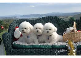 Home dog food recipes recipe: Home Cooked Healthy Dog Food Recipes Hubpages