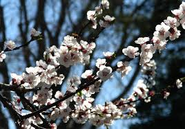 Fruit trees require pollination to be able to set fruit. White Fruit Tree Blossoms Stock Images Page Everypixel