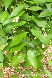 Image result for Cleistanthus