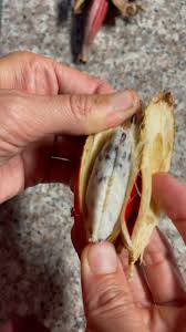 Image result for Aframomum mala