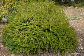 Image result for Osyris compressa