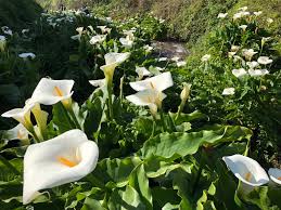 Four calla lilies poster by garry gay. Big Sur Archives Monterey Farmgirl