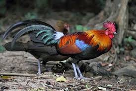 Antara ayam hutan jantan dan betina juga bisa dibedakan dari bentuk dan warna bulunya. 5 Jenis Ayam Hutan Terlengkap