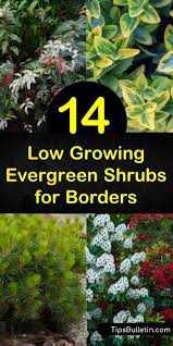 14 Low Growing Evergreen Shrubs For Borders Evergreen Shrubs Low Growing Evergreen Shrubs Shrubs For Borders