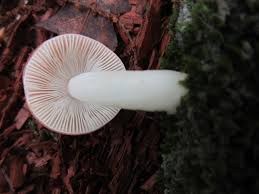 Image result for Russula polyphylla