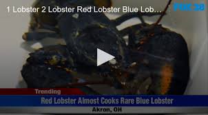 Now the lobster has its own tank at the zoo. 1 Lobster 2 Lobster Red Lobster Blue Lobster Fox 28 Spokane