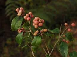 Image result for Olinia rochetiana