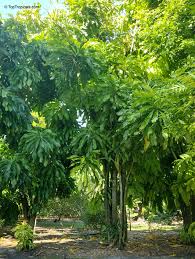 Image result for Tristachya superba