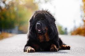 In recent years, these dogs have been exported to the usa and uk, as people learn to love these protective companions. Tibetan Mastiff Dog Breed Information