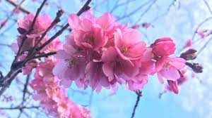 See more ideas about flowers, beautiful flowers, flower aesthetic. Top 10 Most Beautiful Flowers In The World Wonderslist