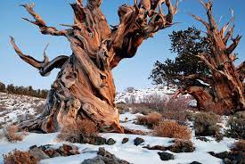The prometheus tree in nevada was nearly 5,000 years old when it was cut down. The Oldest Tree In The World Trees Atlanta