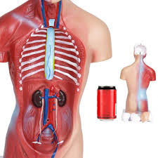 The abdomen contains all the digestive organs, including the stomach,. Human Torso Model 28cm Human Internal Organs Human Anatomy Torso Anatomical Model For Medical Science School Learn Easymartz