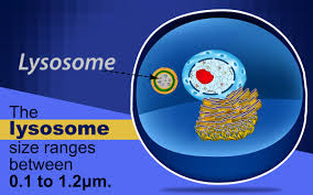 Maybe you would like to learn more about one of these? Lysosome Structure Biology Wise